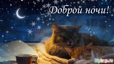 Прикольные и смешные картинки с пожеланиями спокойной ночи (363 шт.)