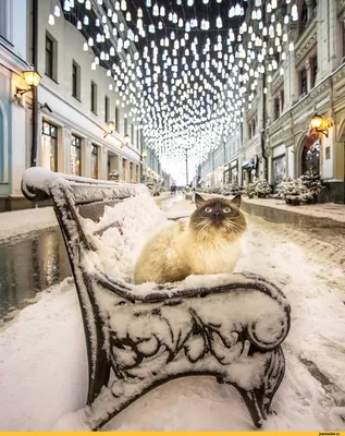 Прикольные пожелания на ночь, короткие, в стихах, в прозе, картинки