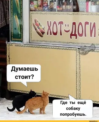 Немного юмора в ленту 😁 Напишите в комментариях к этому посту смешные  цитаты на тему еды 😁 Можно написать смешные моменты из реальной… |  Instagram