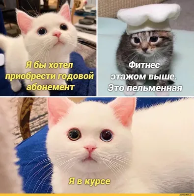 Худшие корма для кошек: 8 самых плохих вариантов готовой еды для котов