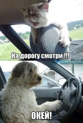 Свежие смешные переписки в соцсетях и whatsapp (40 шт.) | Zamanilka
