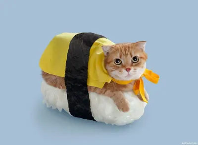 Животные, #Коты, #Еда, #аватары, #картинки, #фото, #авы,  https://avatarko.ru/kartinka/23911 | Cat halloween costume, Pet costumes,  Crazy cats