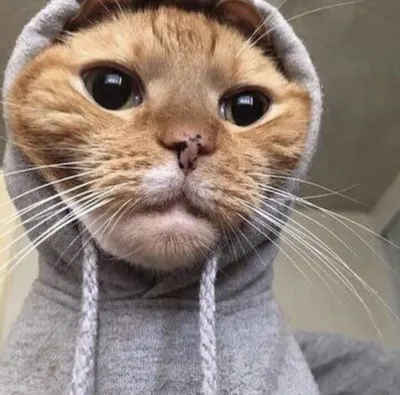 самые смешные авы на телефон｜Поиск в TikTok