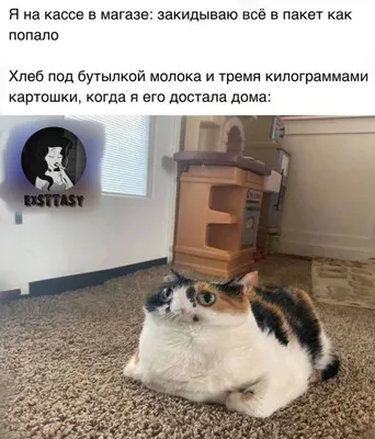 Котэ удивленнэ, фотографию сделал тебе | Пикабу