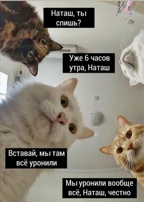 Прикольные кошки - 69 фото