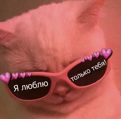 Идеи на тему «Авы» (31) | смешные твиты, смешные кошачьи мордашки, смешные  мемы