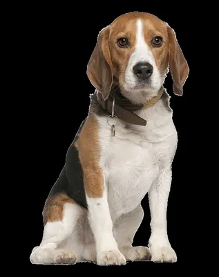 Рисунки собака dog (39 фото) »