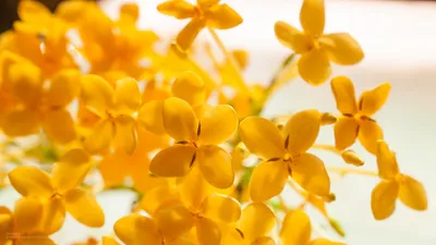 солнечные обои на рабочий стол 1920x1080 | Bhuvana Sundari | Flickr