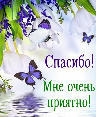 Скачать 2560x1600 надпись, спасибо, текст, разноцветный обои, картинки 16:10