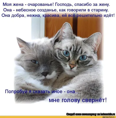 Картинки с надписью спасибо что ты есть (48 фото) » Юмор, позитив и много  смешных картинок