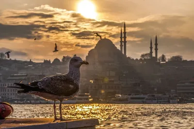 Турецкий язык Türkçe - Пожелания любимым на ночь:)) Gökyüzüne bakarım  geceleri tatlı rüyalar görmeni isterim tatlı hayaller içinde uyurken  gülümsemeni isterim iyi geceler aşkım... Я ночами смотрю на небо, я хочу  чтобы