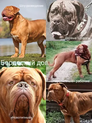 Дикая Яблоня. Пародии на старые плакаты