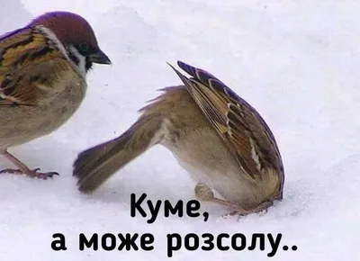 старый новый год / смешные картинки и другие приколы: комиксы, гиф  анимация, видео, лучший интеллектуальный юмор.