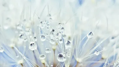Скачать 1920x1080 одуванчик, капли, семена, светлый обои, картинки