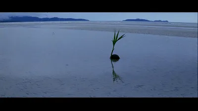 Качественные 4K фото Терренса Малика