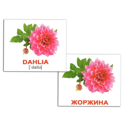 Мини-карточки Домана \"Цветы / Flowers\" на укр/англ. Вундеркинд с пеленок -  Карточки Домана