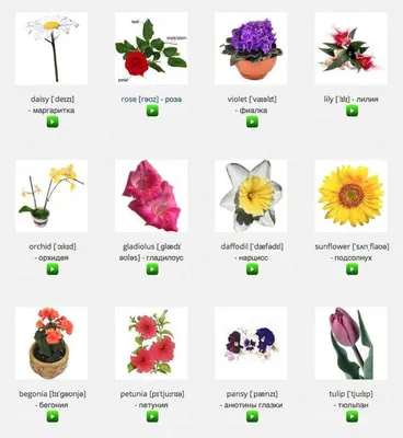 Зимой На Белом Фоне Aster Цветы На Английском Языке — стоковые фотографии и  другие картинки Без людей - iStock