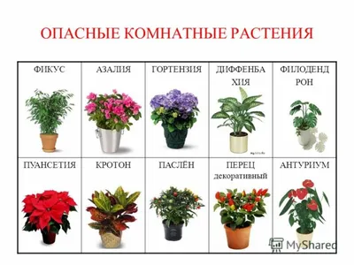 Картинка Цветы в английском саду » Разные цветы » Цветы » Картинки 24 -  скачать картинки бесплатно