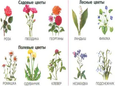 Картинки на английском - ЦВЕТА - COLOURS | EnglishFish