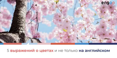 Тематические карточки для детей \"Цветы\" 16 шт - купить по выгодной цене в  Москве и СПб