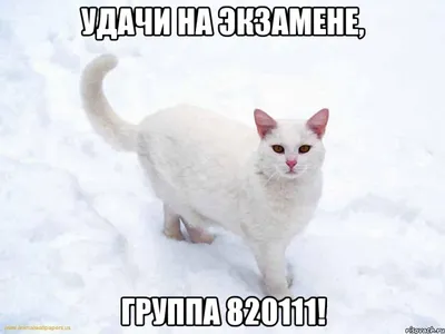 Открытка с пожеланием богатства и удачи! Открытки! Поздравок!