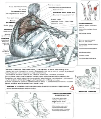 Все упражнения для широкой и сильной спины - FixBody: спорт, бодибилдинг,  фитнес, кроссфит, мотивация