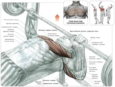Женщина Средних Лет Тренируется Используйте Тренажер Lat Pulldown В  Тренажерном Зале — стоковые фотографии и другие картинки Зрелый возраст -  iStock