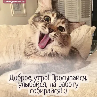 Открытка с зевающим котиком \"Доброе утро! На работу собирайся!\" • Аудио от  Путина, голосовые, музыкальные