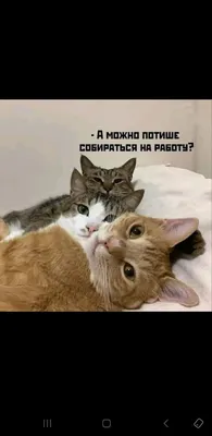 Мой КОТ, КОГДА ВИДИТ, КАК я СОБИРАЮСЬ УТРОМ НА РАБОТУ! досведания мистер  лох / Приколы для даунов :: кот :: разное / картинки, гифки, прикольные  комиксы, интересные статьи по теме.