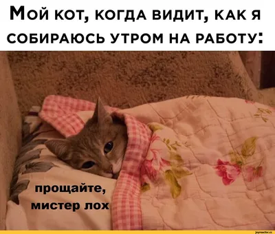 Картинка: Как, уже утро? На работу? С добрым утром!