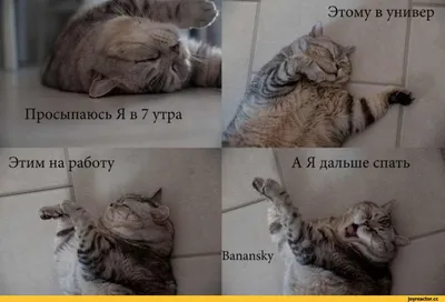 Картинка: Как, уже утро? На работу?