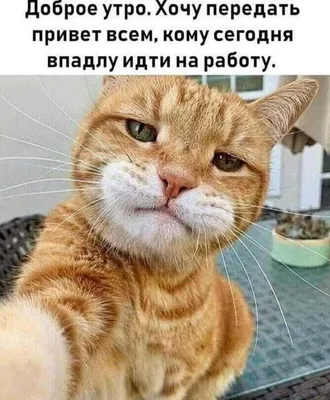 Доброе утро | Пикабу