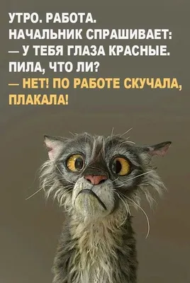 Кружка с добрым утром юмор работнику в офис прикол утро на работу |  AliExpress