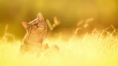 Обои на рабочий стол Кексики с шоколадом, обои для рабочего стола, скачать  обои, обои бесплатно