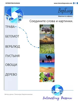 Трафарет Верблюд купить для Стен — Шаблоны и Картинки в интернет магазине  allstick.ru