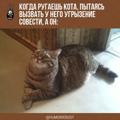 Смешные картинки с юмором на каждый день. ФОТО