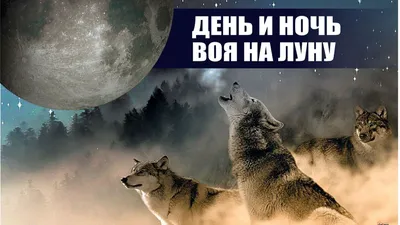 Прикольные картинки \"Спокойной ночи!\" (186 шт.)
