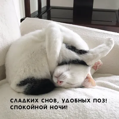 Спокойной ночи - прикольные | Холст в рамке, Ночь, Спокойной ночи