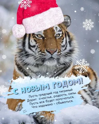 Поздравления с Новым годом 2015 в стихах: оригинальные, короткие и смешные  новогодние пожелания на год Овцы - Новости в десятку | Новости в десятку