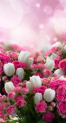 Обои wallpaper iPhone flowers | Pretty flowers, Beautiful flowers,  Beautiful rose flowers