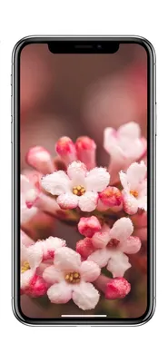 10 весенних обоев для iPhone
