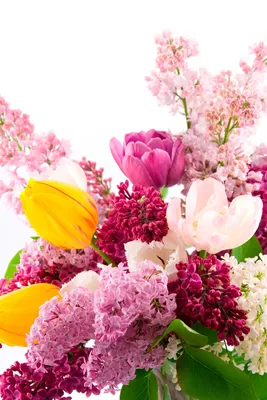 Wallpaper Pink and White Flower in Tilt Shift Lens, Background - Download  Free Image