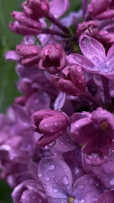 Pin di Rozа su Весна | Sfondi floreali, Tulipani, Tulipani rosa