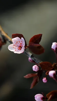 Авторский букет \"Нежные чувства\" круглый- купить в Москве | Flowerna