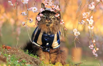 Кошка нюхает цветочки — Фотографии для аватара