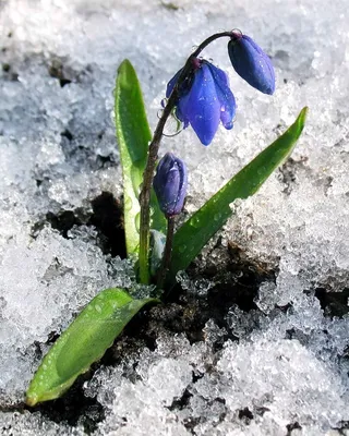 10 ярких весенних обоев для iPhone