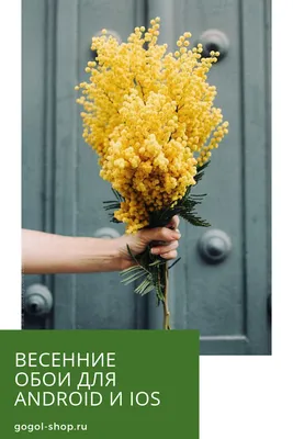 Скачать 4000x6000 весна, цветы, трава, цветение обои, картинки
