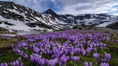 Цветы, тюльпаны, светло, весна, весенние обои, солнце, луч… | Flickr