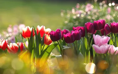 Download wallpaper flowers, rain, owl, bird, spring, Owl, section animals  in resolution 1920x1200