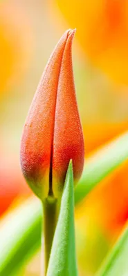 Photo Spring flower Crocuses Grass 640x960